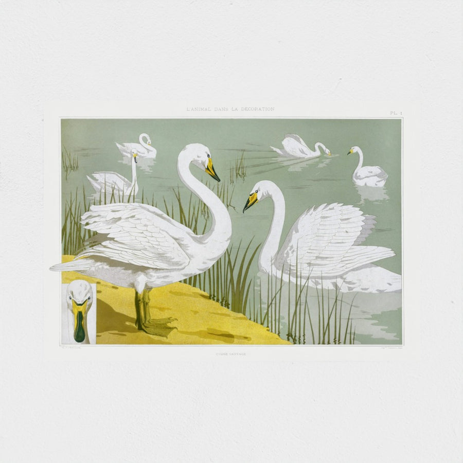 Cygne sauvage — unframed, front