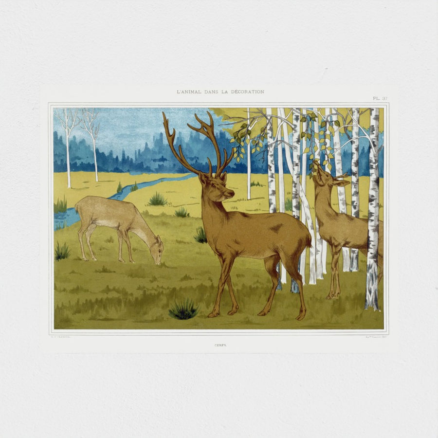 Cerfs — unframed, front