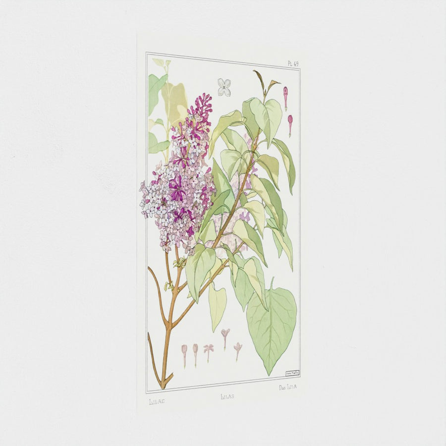 Lilas, the study — unframed, at an angle