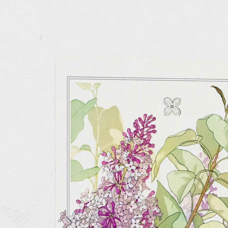 Lilas, the study — unframed, corner detail