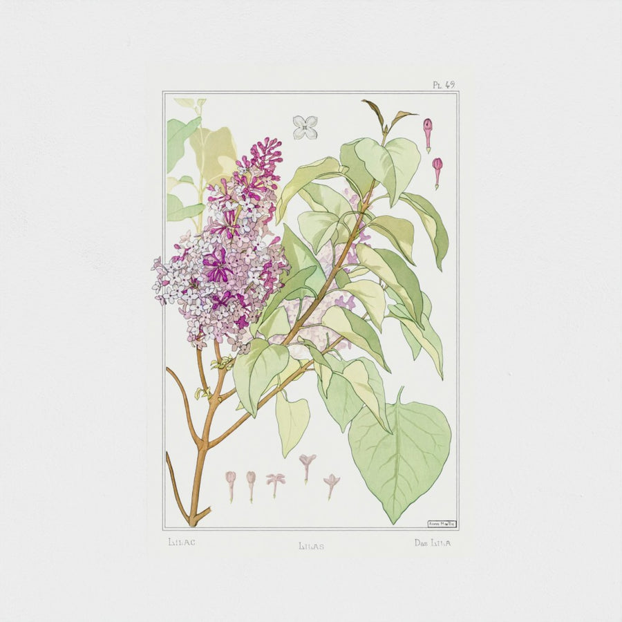 Lilas, the study — unframed, front