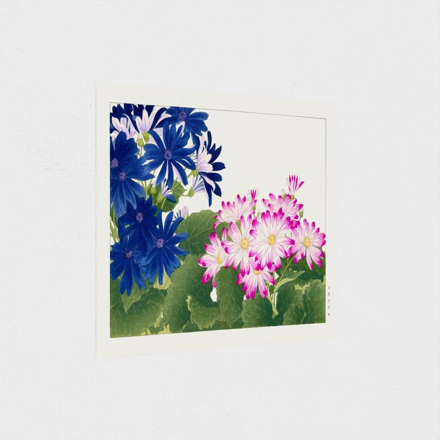 Cineraria (blue), from Seiyo Soka Zufu — unframed, at an angle