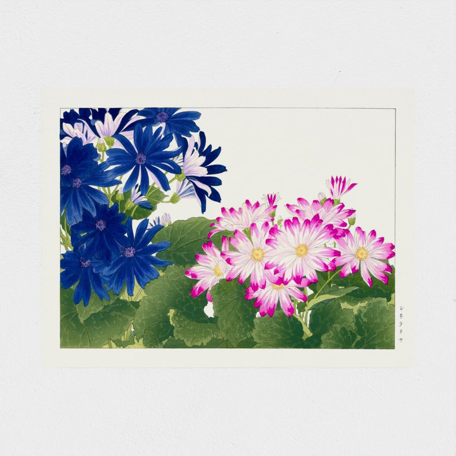 Cineraria (blue), from Seiyo Soka Zufu — unframed, front