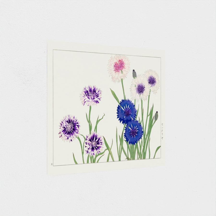 Cornflower, from Seiyo Soka Zufu — unframed, at an angle