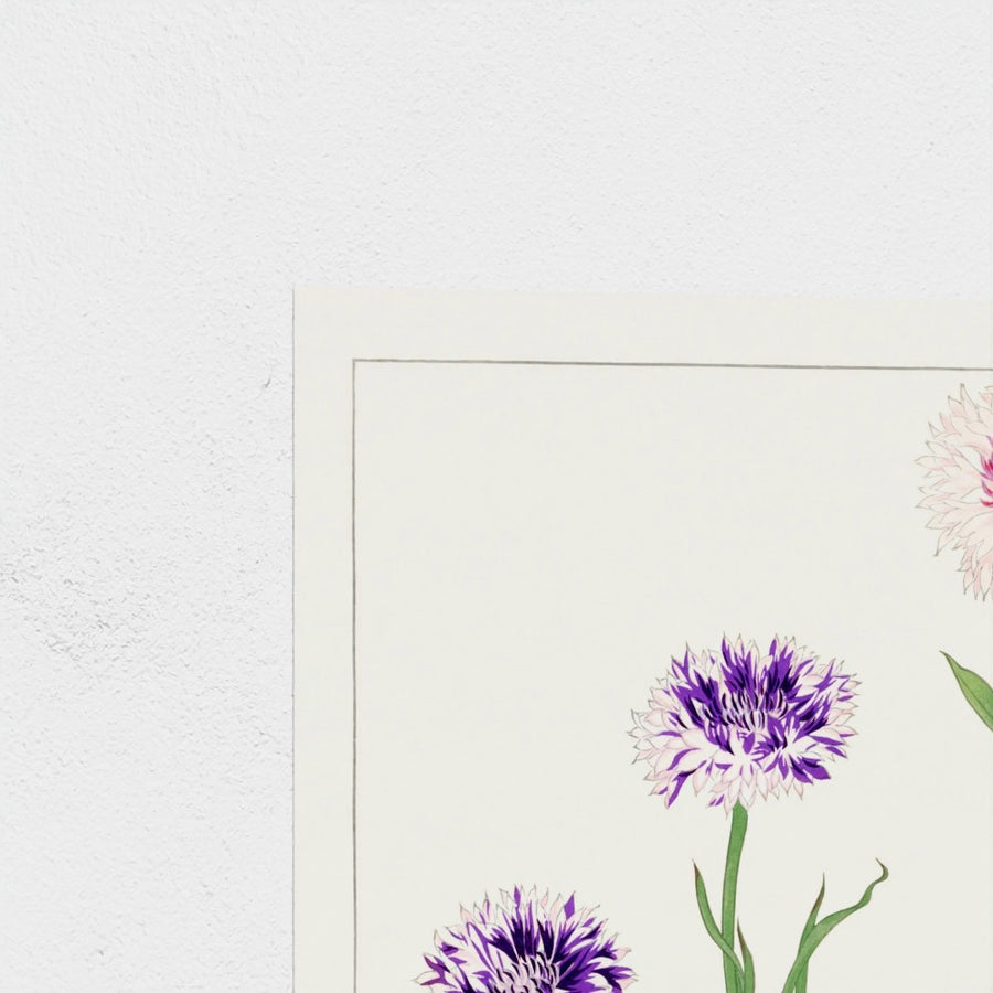 Cornflower, from Seiyo Soka Zufu — unframed, corner detail