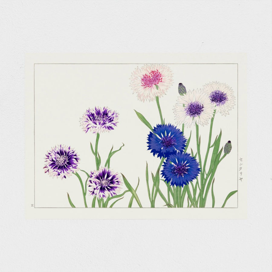 Cornflower, from Seiyo Soka Zufu — unframed, front