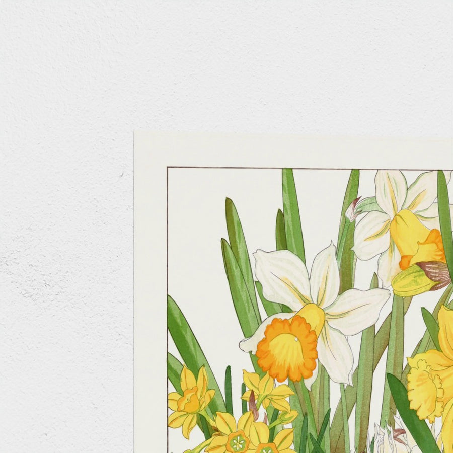 Daffodil, from Seiyo Soka Zufu — unframed, corner detail