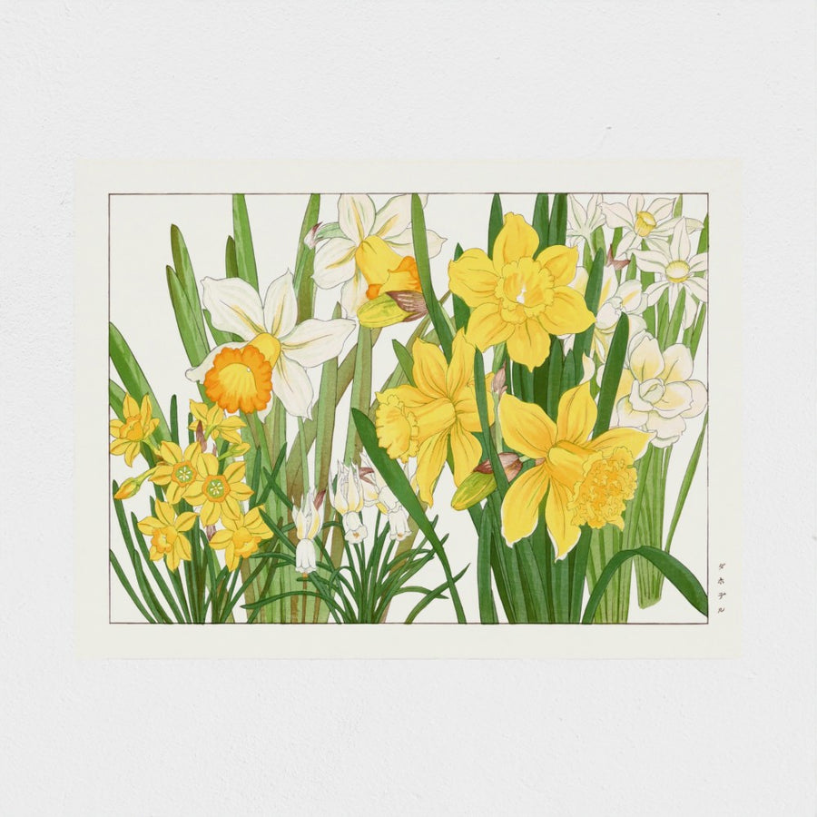 Daffodil, from Seiyo Soka Zufu — unframed, front