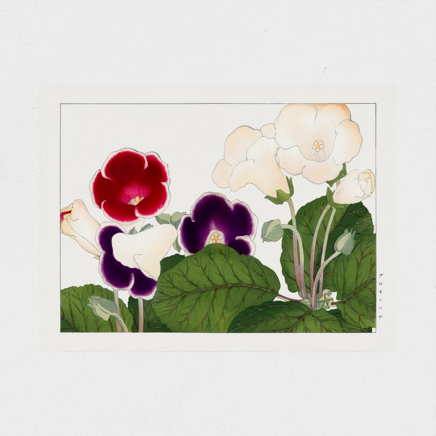 Gloxinia flower, from Seiyo Soka Zufu — unframed, front