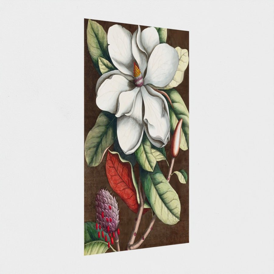 Magnolia grandiflora — unframed, at an angle