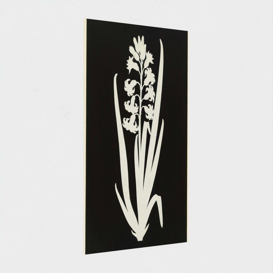 Hyacinth — unframed, at an angle
