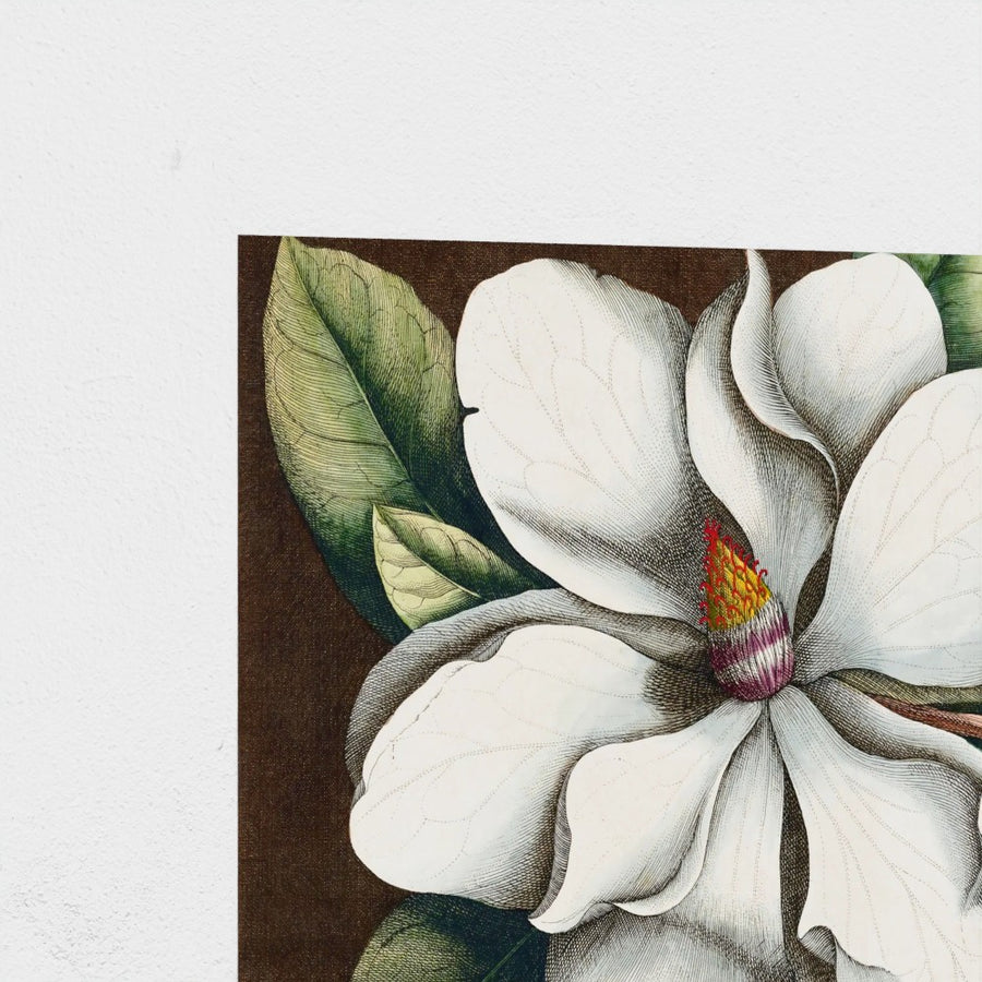 Magnolia grandiflora — unframed, corner detail