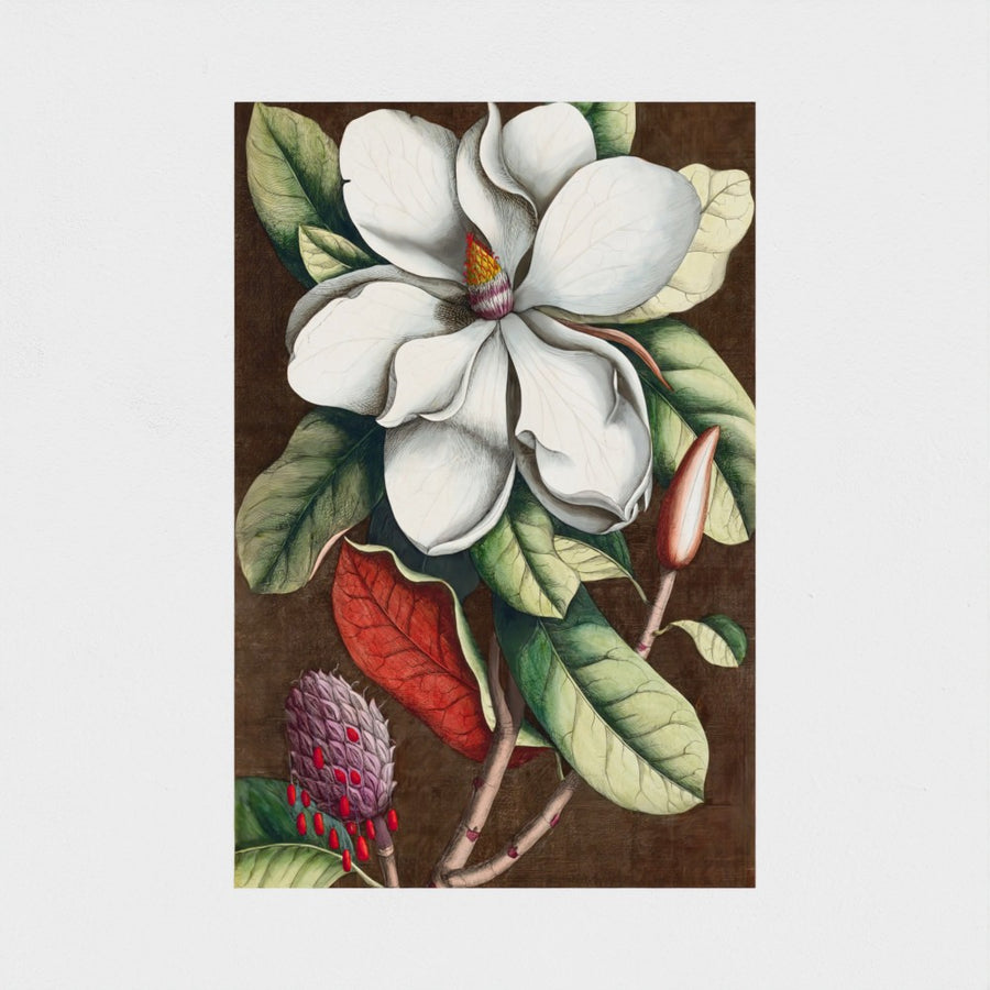 Magnolia grandiflora — unframed, front