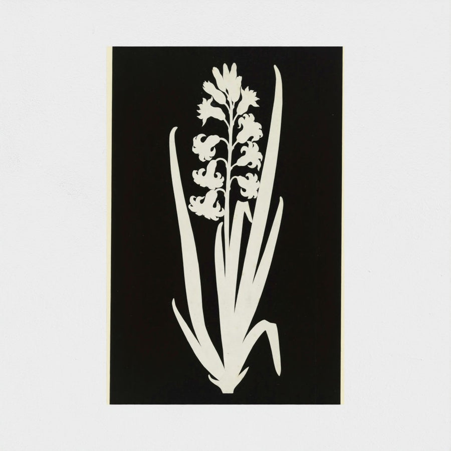 Hyacinth — unframed, front