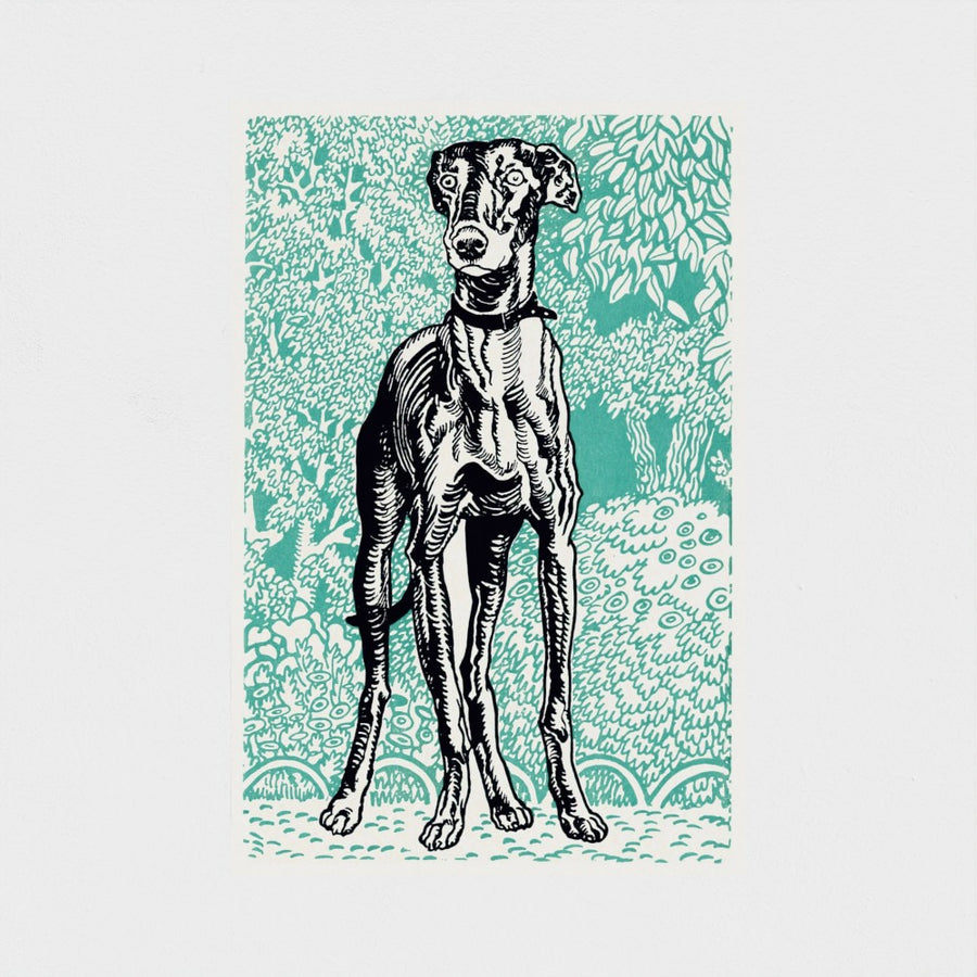 Greyhound — unframed, front