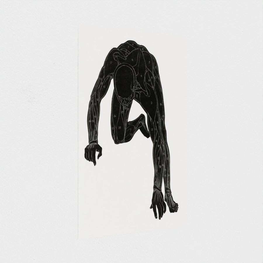 Anatomical study of a man’s neck, arm and leg muscles — unframed, at an angle