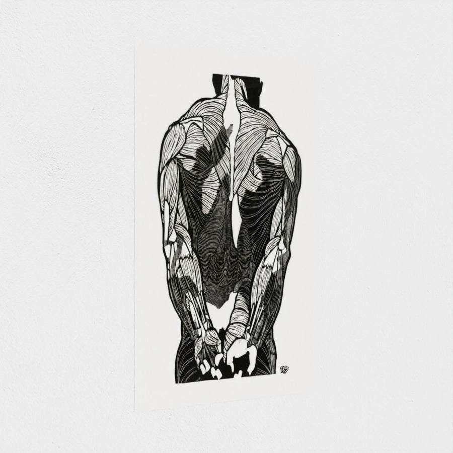 Anatomical study of a man’s back muscles — unframed, at an angle