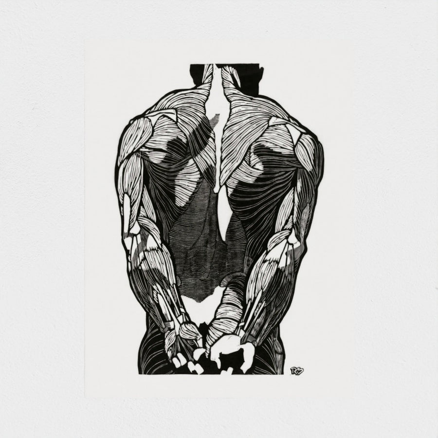 Anatomical study of a man’s back muscles — unframed, front