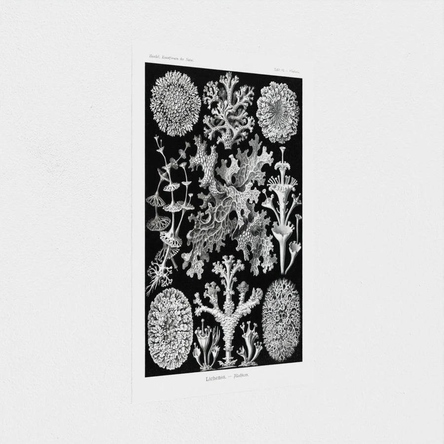 Lichenes-Flechten from Kunstformen der Natur — unframed, at an angle