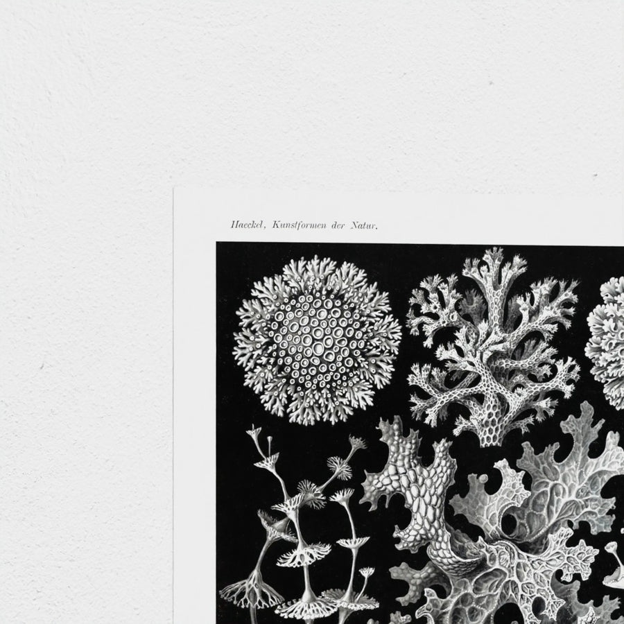 Lichenes-Flechten from Kunstformen der Natur — unframed, corner detail