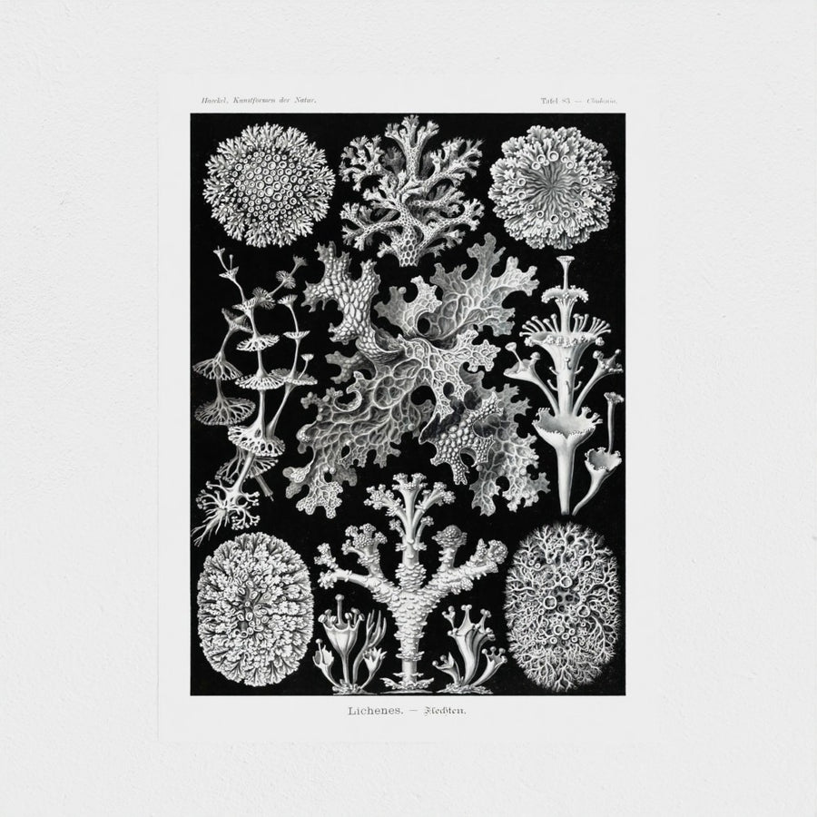 Lichenes-Flechten from Kunstformen der Natur — unframed, front