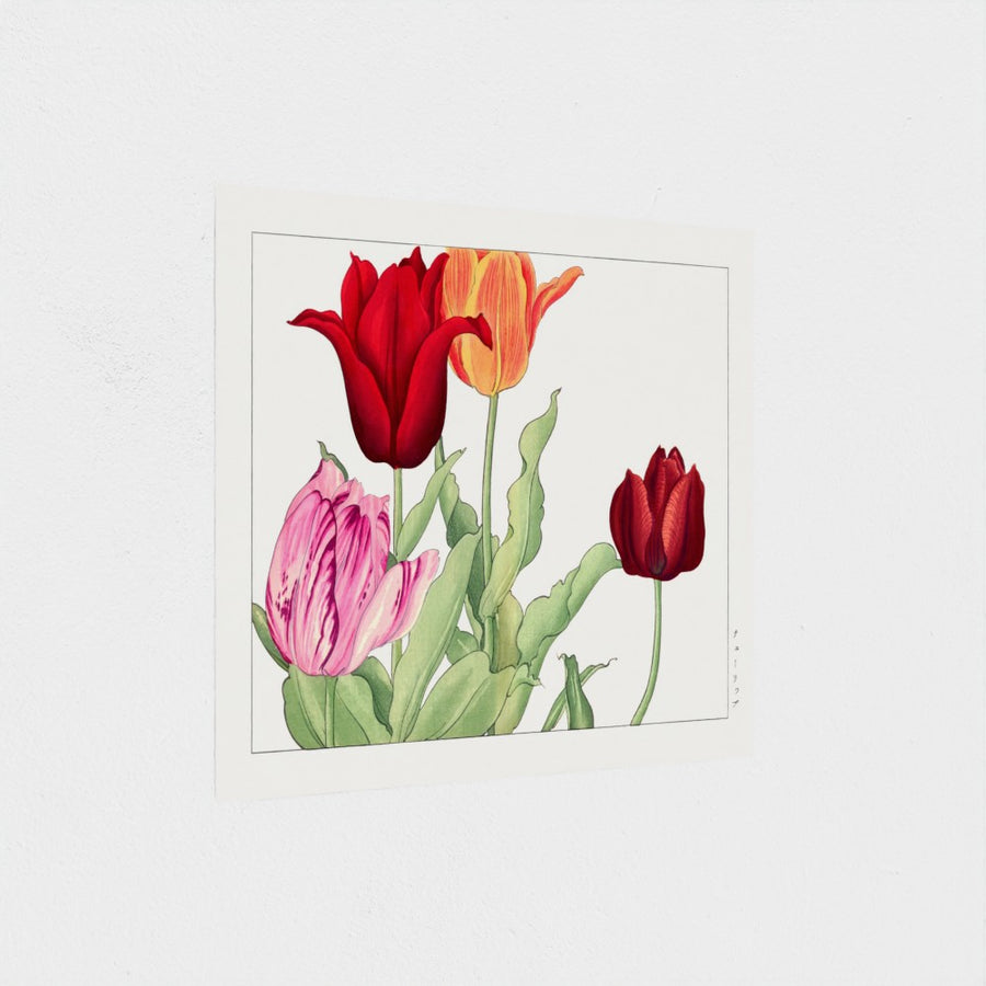 Tulip, from Seiyo Soka Zufu — unframed, at an angle