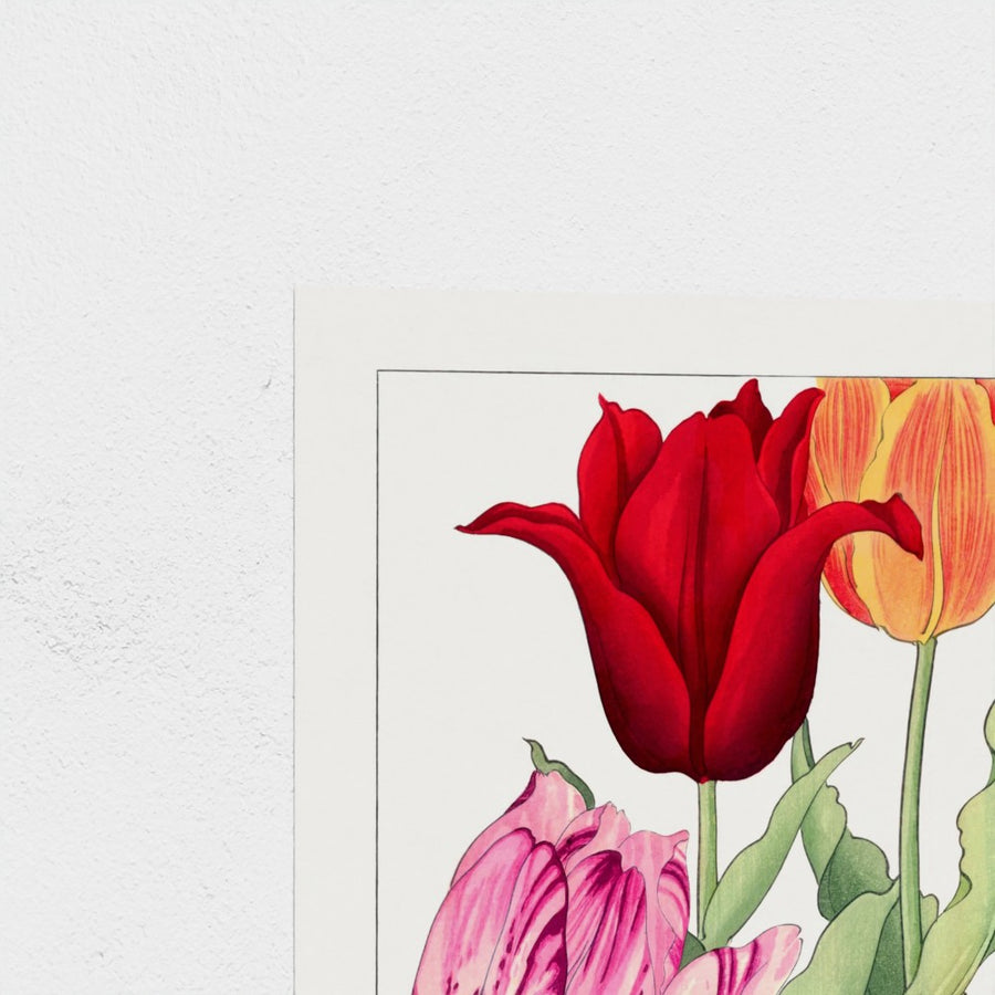 Tulip, from Seiyo Soka Zufu — unframed, corner detail