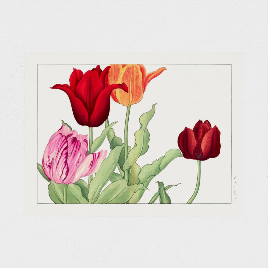 Tulip, from Seiyo Soka Zufu — unframed, front