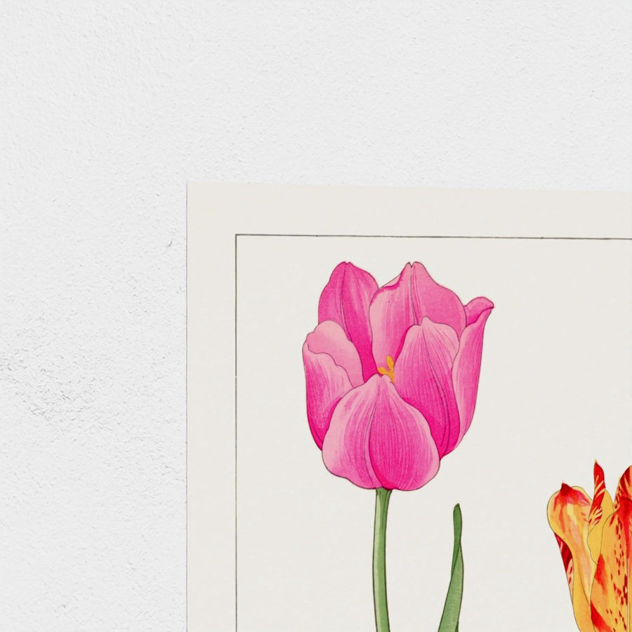 Tulip (red), from Seiyo Soka Zufu — unframed, corner detail